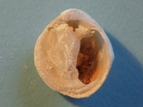 Brachiopod